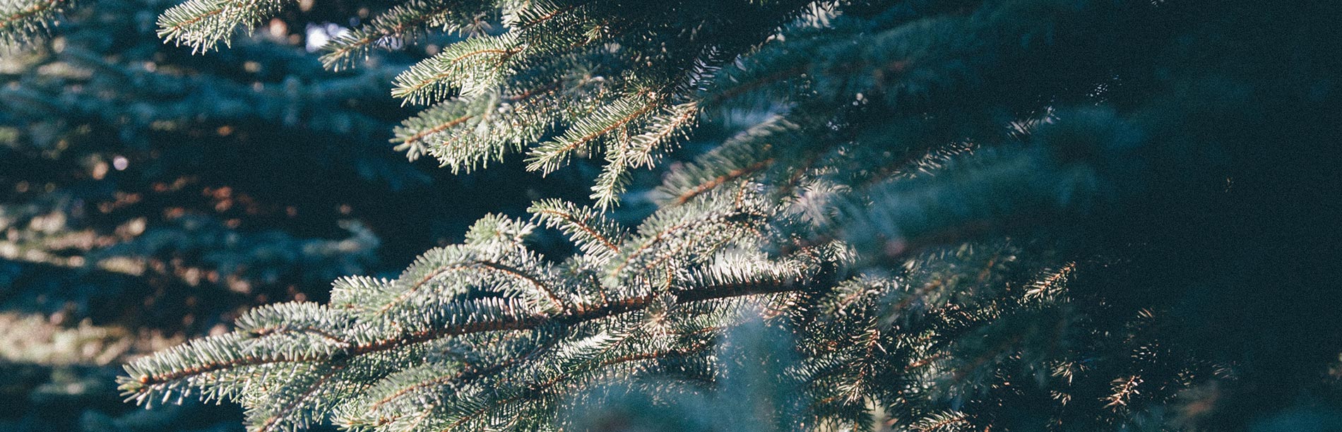 A close up of blue spruce branches on a cool morning.