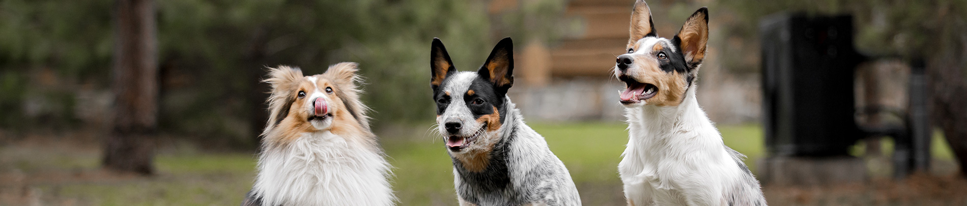 Three dogs sitting in an open area.