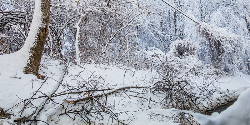 Snow covered brush on the ground.